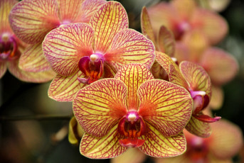 Картинка цветы орхидеи полоски желтый экзотика