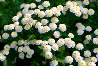 Картинка цветы хризантемы много белый