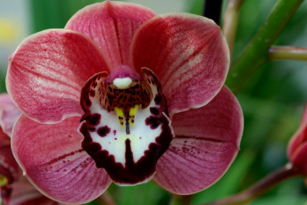 Картинка цветы орхидеи лепестки макро розовый