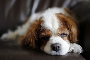 Картинка животные собаки спаниель грустный