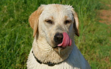 Картинка животные собаки мокрый