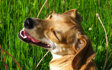 Картинка животные собаки в траве