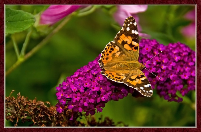 Обои картинки фото животные, бабочки, бабочка