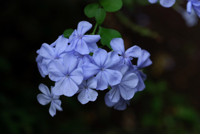 Обои картинки фото цветы, плюмбаго, свинчатка, голубой