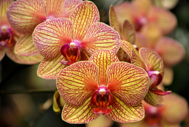 Обои картинки фото цветы, орхидеи, полоски, желтый, экзотика