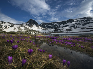 Картинка природа горы снег цветы