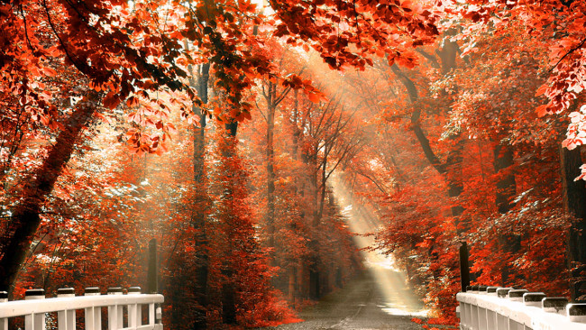 Обои картинки фото природа, дороги, осень, мостик