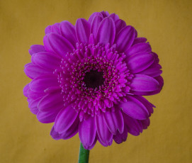 Картинка цветы герберы фиолетовый