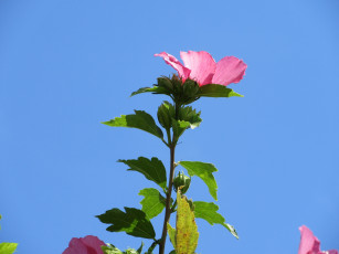 Картинка цветы гибискусы гибискус розовые куст