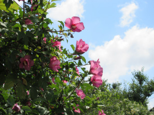 Картинка цветы гибискусы куст розовые