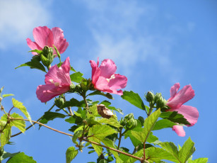 Картинка цветы гибискусы куст розовые