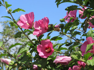 Картинка цветы гибискусы куст розовые гибискус