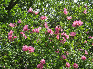 Картинка цветы гибискусы розовые гибискус куст