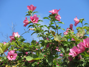 Картинка цветы гибискусы розовые куст гибискус