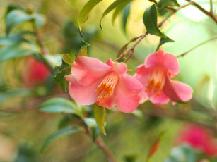 Картинка цветы камелии camellia кустарник цветение бутон bud flowering shrubs leaf листья камелия