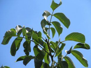 Картинка природа листья ореховые