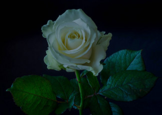 Картинка цветы розы белая