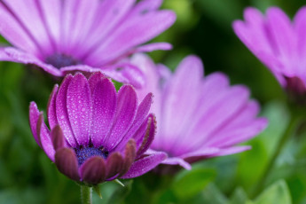 Картинка цветы лепестки бутон фиолетовые