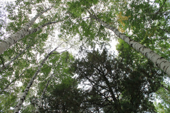 Картинка лес природа опушка верхушки деревьев лето