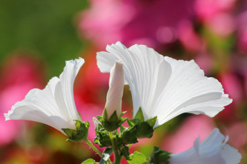 Картинка цветы лаватера лето красота дача цветение природа