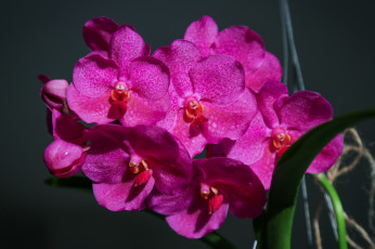 Картинка цветы орхидеи лепестки яркая орхидея bloom petals bright orchid цветение