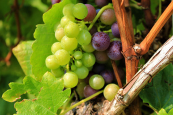 Картинка природа Ягоды +виноград листва виноградник grapes leaves the vineyard виноград грозди