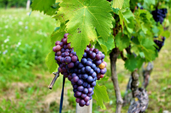 обоя природа, Ягоды,  виноград, виноградник, листва, грозди, виноград, the, vineyard, leaves, grapes