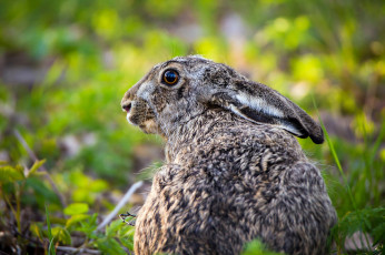 Картинка животные кролики +зайцы трава ушки животное кролик природа