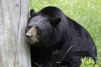 Картинка животные медведи природа большой животное медведь