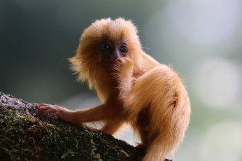 Картинка животные обезьяны обезьяна малыш животное дерево
