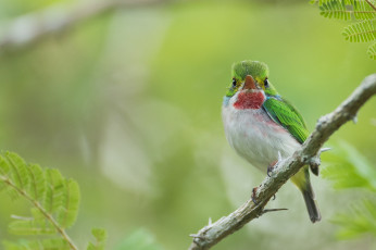 Картинка животные птицы ветка природа кубинский тоди птичка мира листья