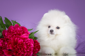 Картинка животные собаки щенок боке пионы фон цветы