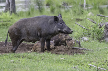 Картинка животные свиньи +кабаны трава животное природа хрюша