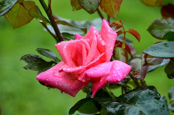 Картинка цветы розы лепестки цветение роза розовая бутон