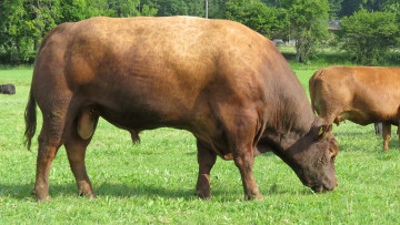 Картинка животные коровы +буйволы луг бык
