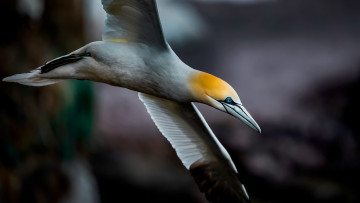 Картинка животные олуши птица белая олуша природа