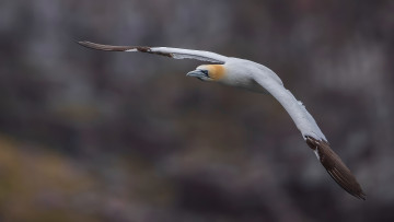 Картинка животные олуши птица олуша клюв белая