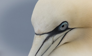 Картинка животные олуши природа птица белая олуша