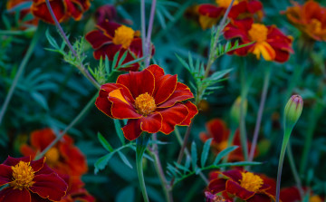 Картинка цветы бархатцы бархацы