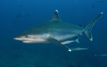 Картинка животные акулы море акула