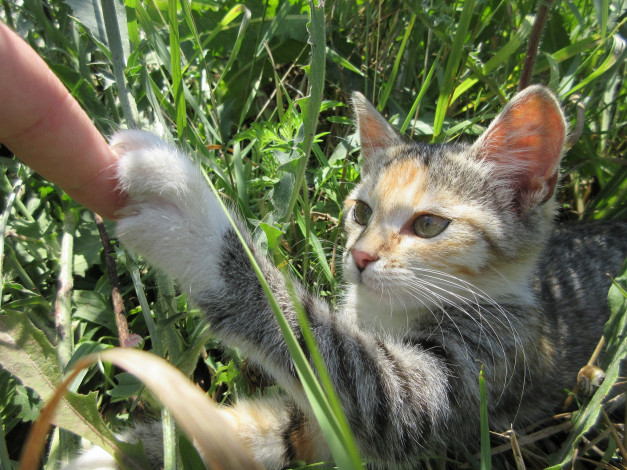 Обои картинки фото животные, коты, кошка, трава