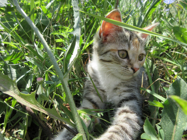 Обои картинки фото животные, коты, трава, кошка