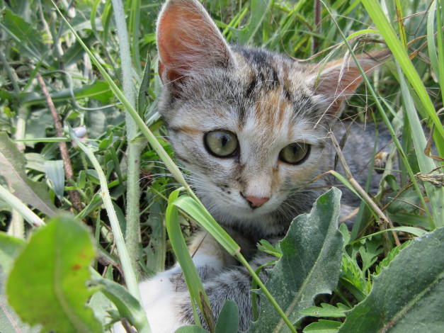 Обои картинки фото животные, коты, трава, кошка