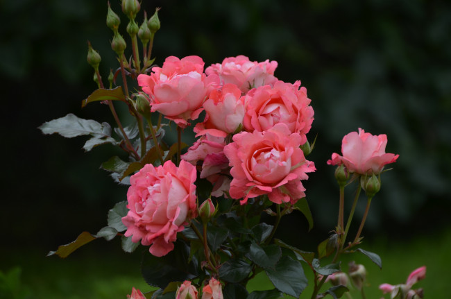 Обои картинки фото цветы, розы, лепестки, цветение, роза, листья, розовая