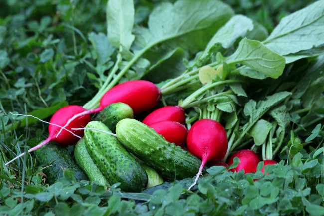 Обои картинки фото еда, овощи, редис, огурцы, лето, дача, витамины, вкусно