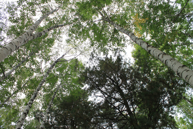 Обои картинки фото лес, природа, опушка, верхушки, деревьев, лето