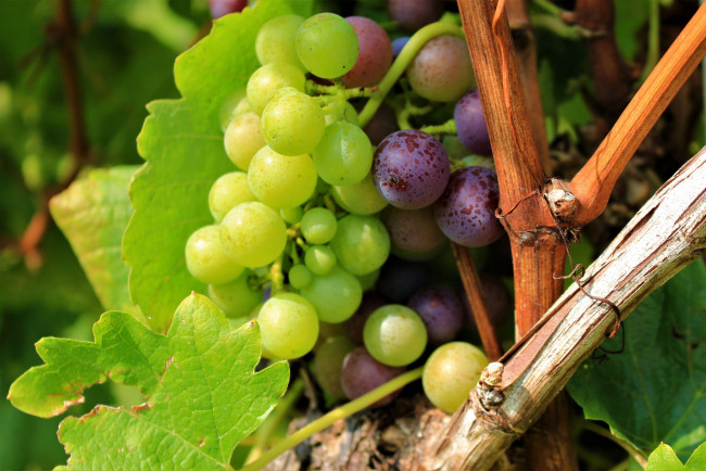 Обои картинки фото природа, Ягоды,  виноград, листва, виноградник, grapes, leaves, the, vineyard, виноград, грозди