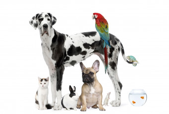 Картинка животные разные+вместе собака попугай кролик рыбки кот далматинец