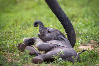 Картинка животные слоны african wildlife zambia слонёнок baby elephant слон