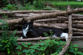 Картинка животные коты кот